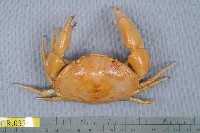 藏品(隆背瓢蟹)的圖片